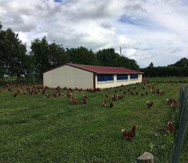 Cabane déplaçable 120 m² pour élevage poulet